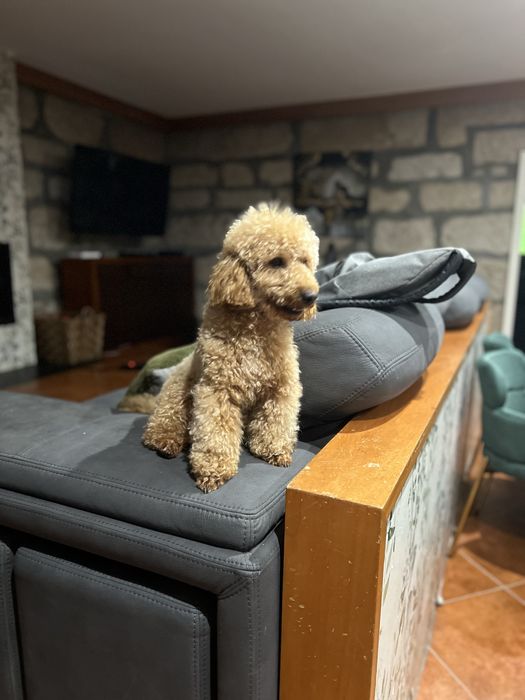 Caniche toy apricot procura namorada na zona norte