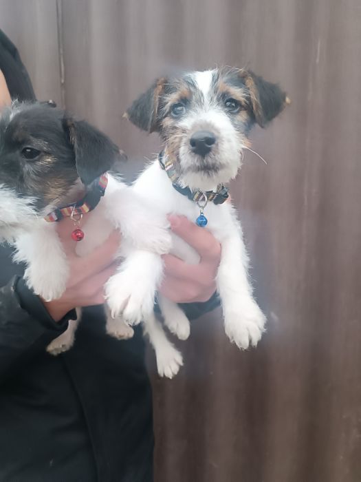 Привитые клубные Фоксы