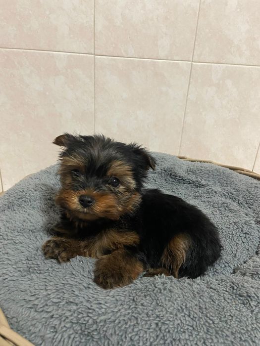 Yorkshire terrier