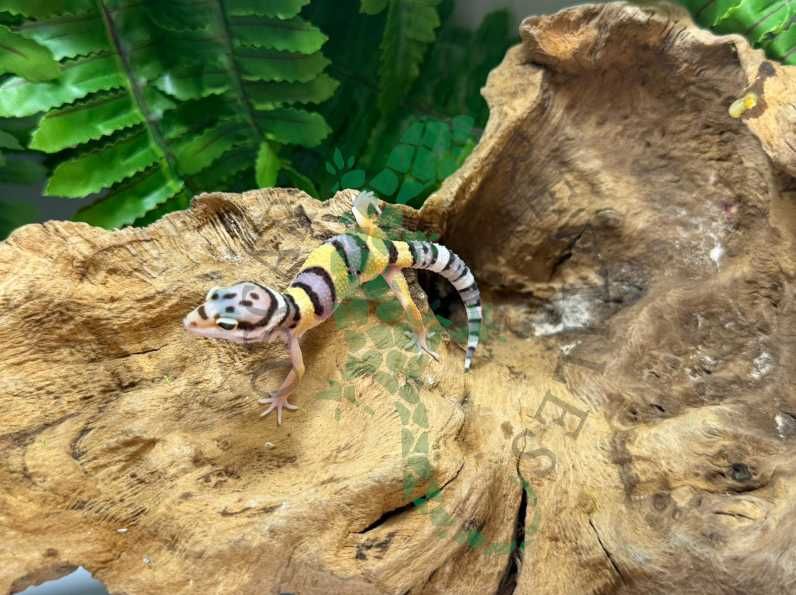 Gekon lamparci gekony lamparcie Bydgoszcz