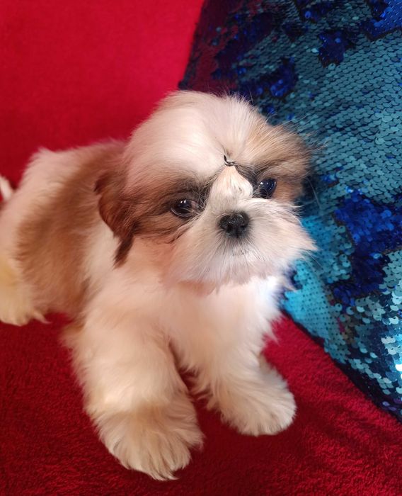 Неймовірна ши тцу МІНІ у найкращі ручки КСУ  (FCI)