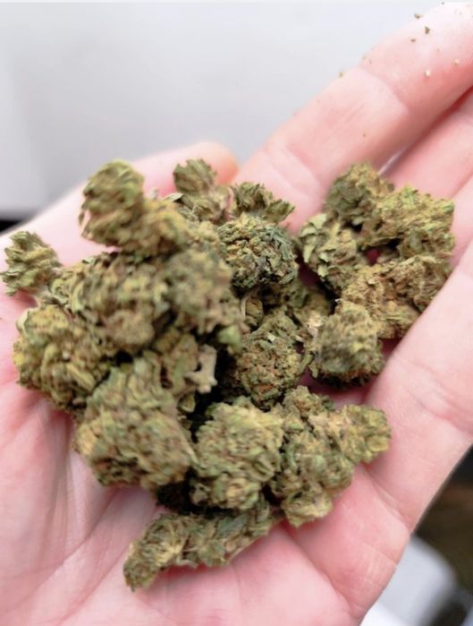 Susz konopny cbd 20g