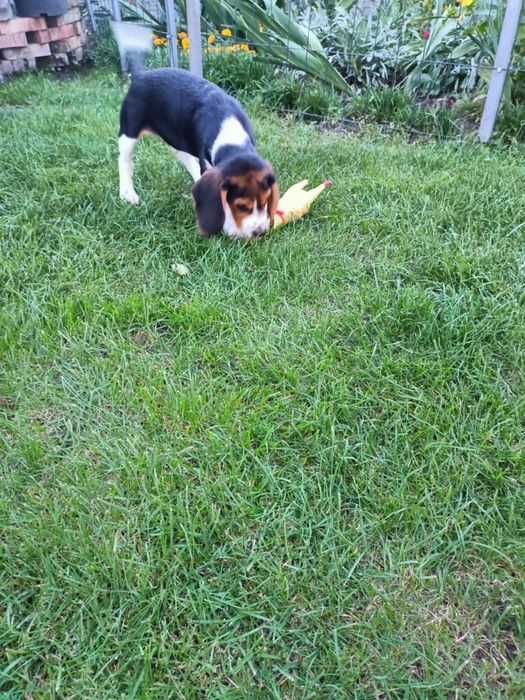 •Beagle Szczeniak Piesek  Zapraszam •