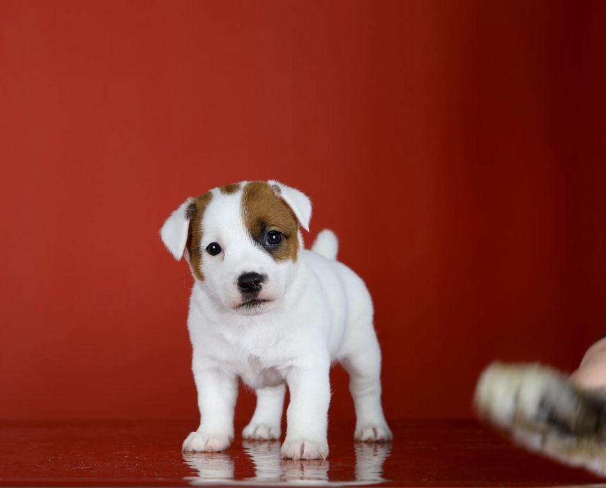 Джек Рассел тер’єр