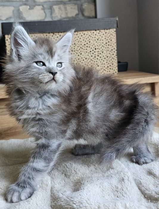 Kocurek linia shaded Maine Coon rodowód FPL