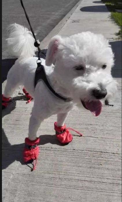 Buciki ocieplane dla psów