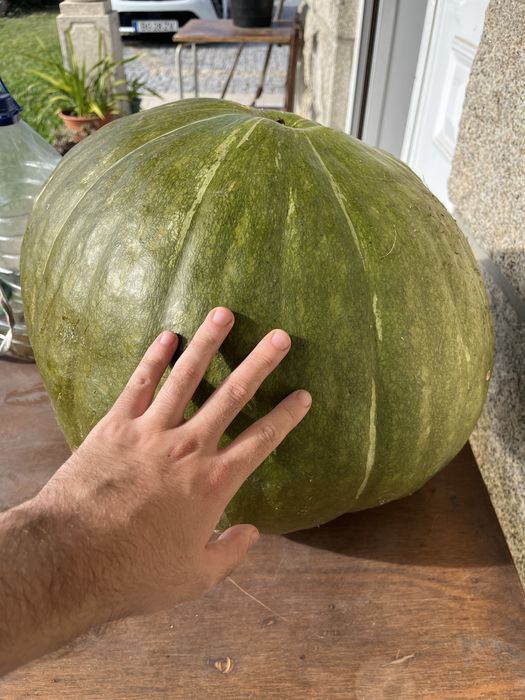 Abóbora gigante +-35kg