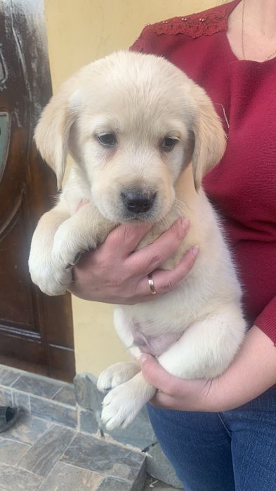 Собачки Лабладори