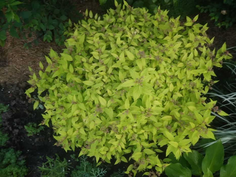 Японская спирея голдфлейм