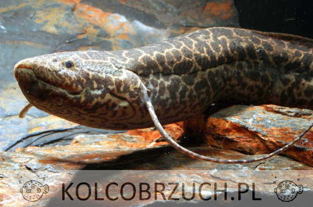 Prapłetwiec abisyński - Protopterus aethiopicus - ODŁÓW - WF - wysyłka