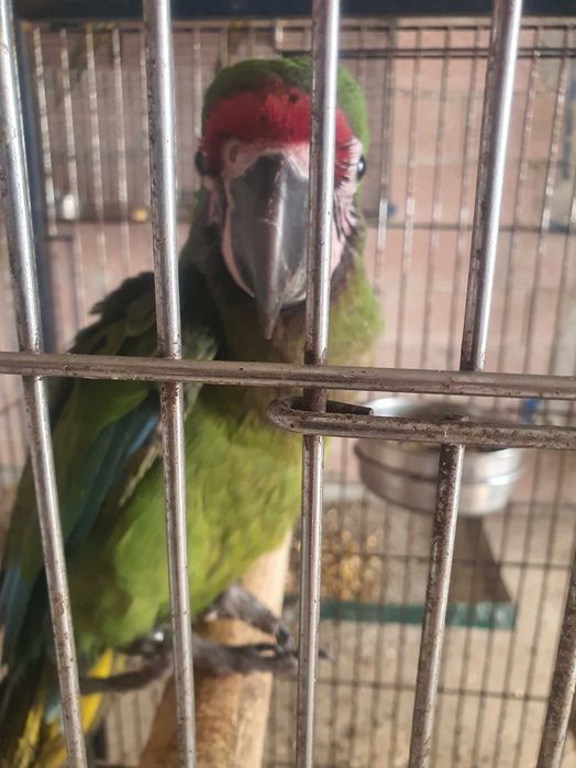 Araras Militar M e F