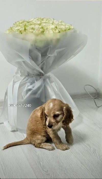 Малюки англ кокер спаніеля