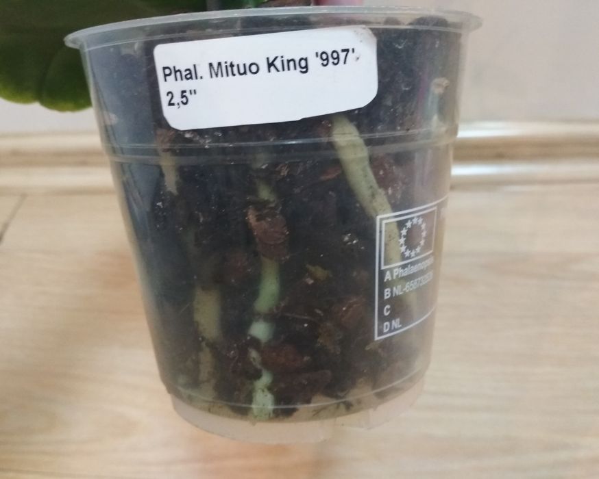 Орхидея фаленопсис Mituo King