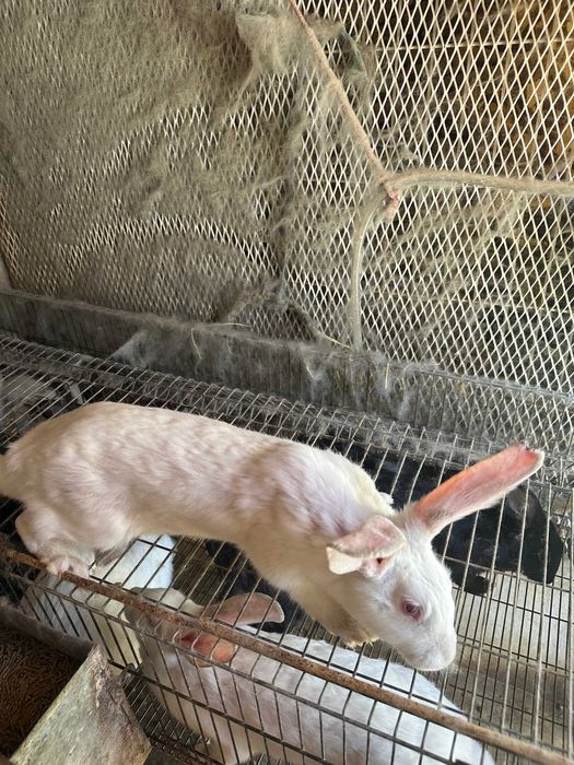 Vendo coelhos de raça borboleta e Nova Zelândia