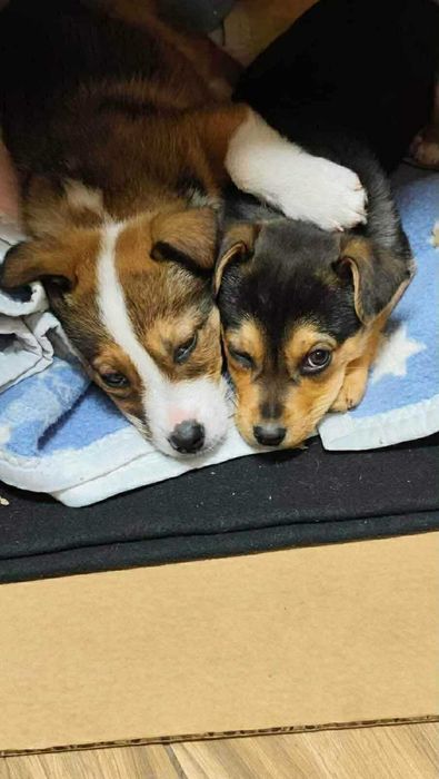 Dwa maluszki poszukują domów