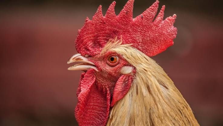 Солоне! Кури несушки! Продам