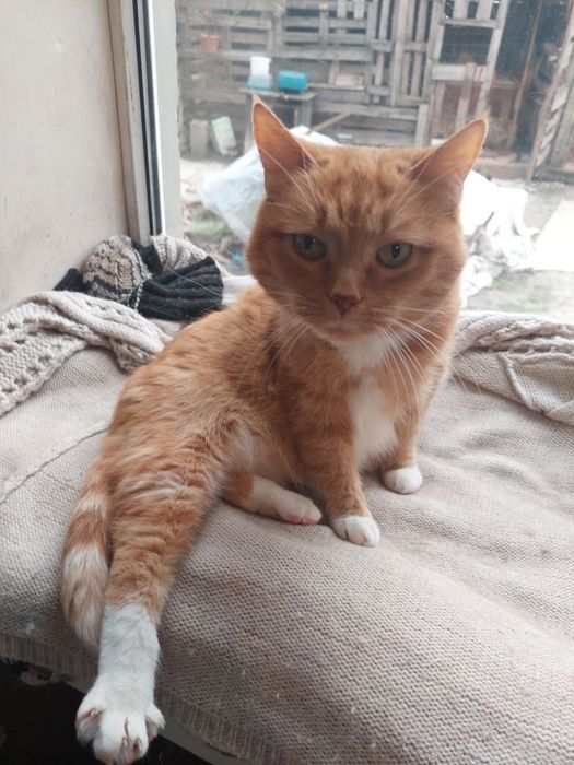 Pilne! Do adopcji piękna kotka ok 3 letnia