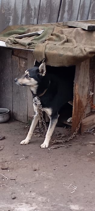 Віддам собачку в гарні руки