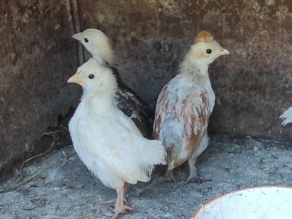 Кури лілітути (бентамки) дуже гарн різні і є курчата