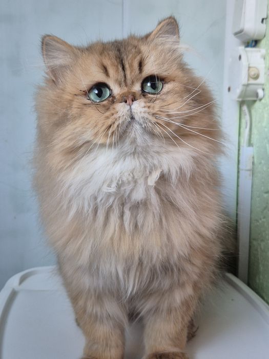 Золотий персидський котик