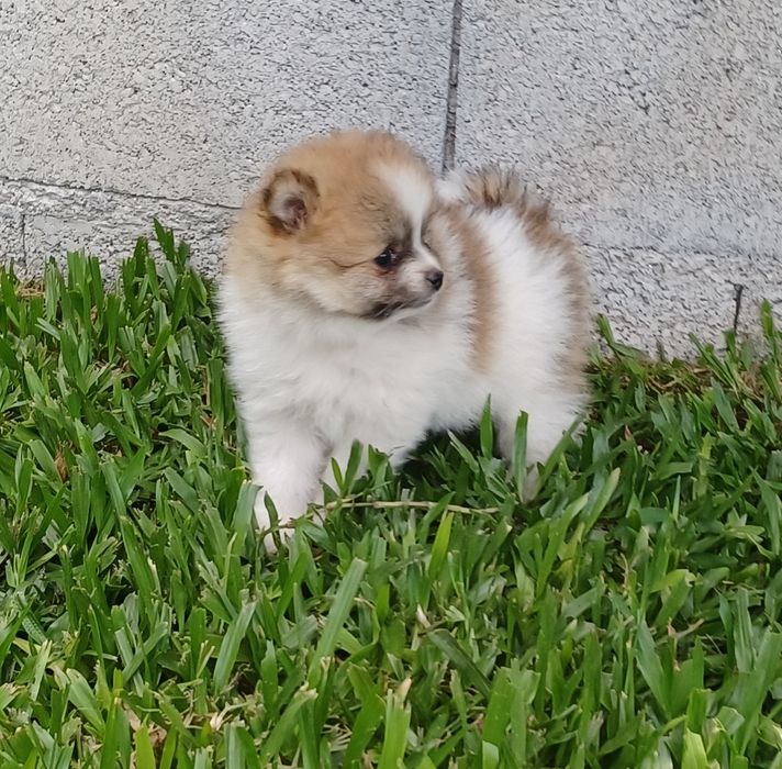 Spitz alemão fêmea