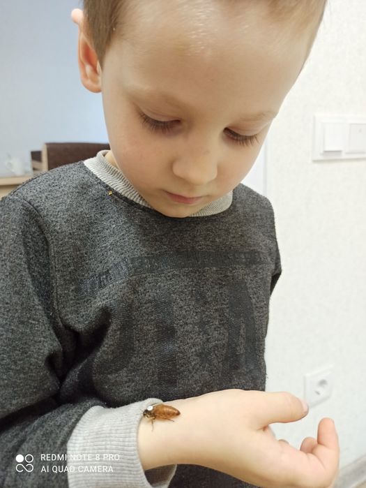 Ф1 бджоломатки Бакфаст 2026