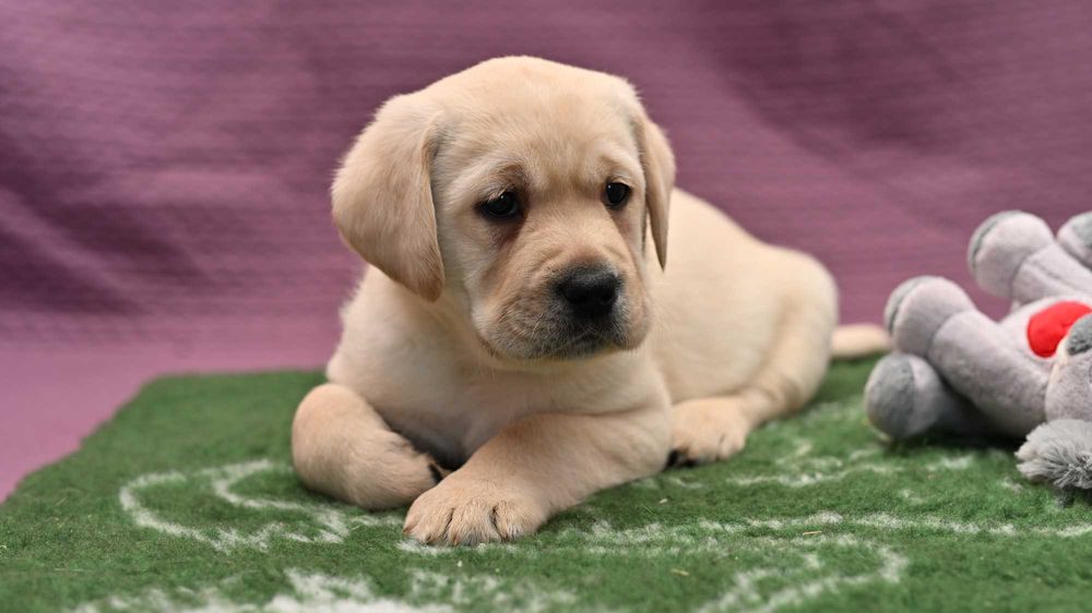 Labrador Retriever - (FCI)