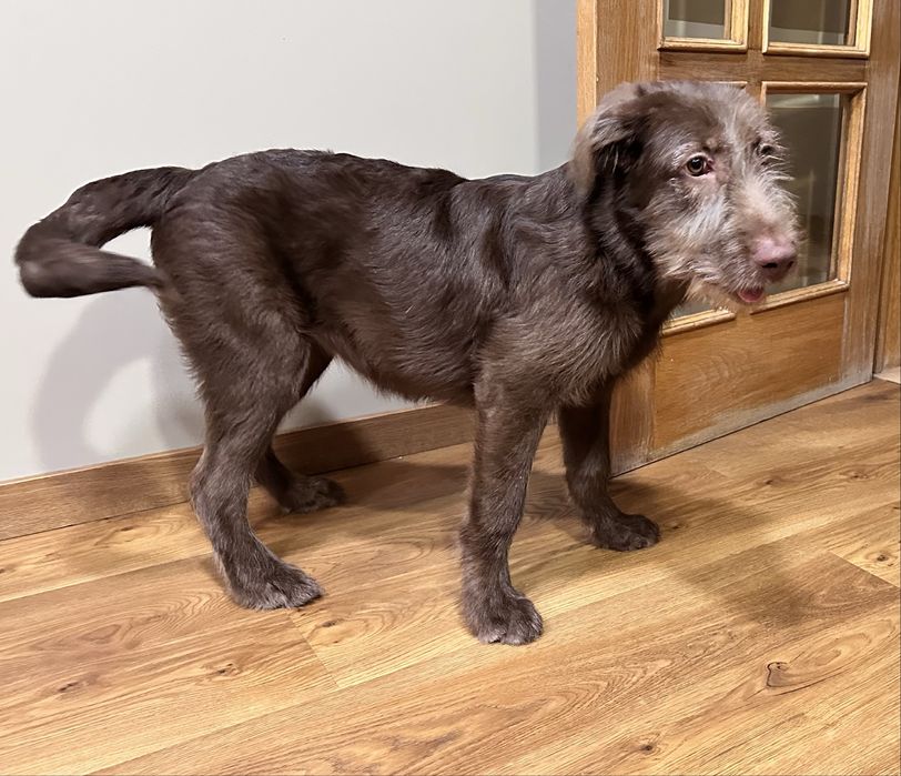 Dou cadela de 8 meses a familia responsavel