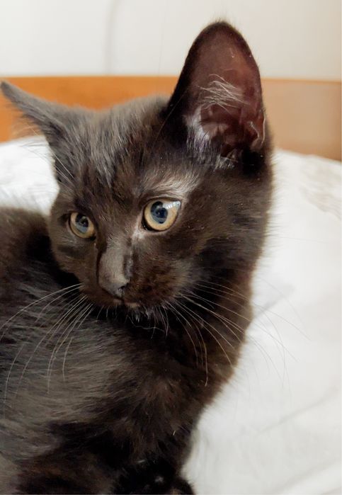 Найніжніший котик!