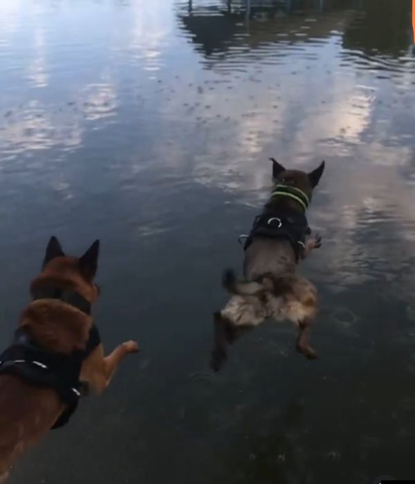 Цуценята бельгійської вівчарки(малінуа)