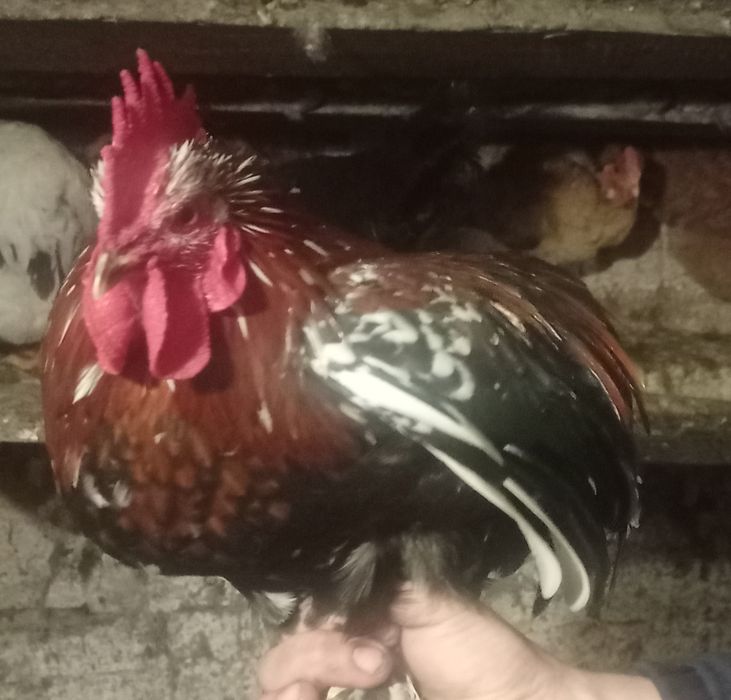 Продам кури ліліпути
