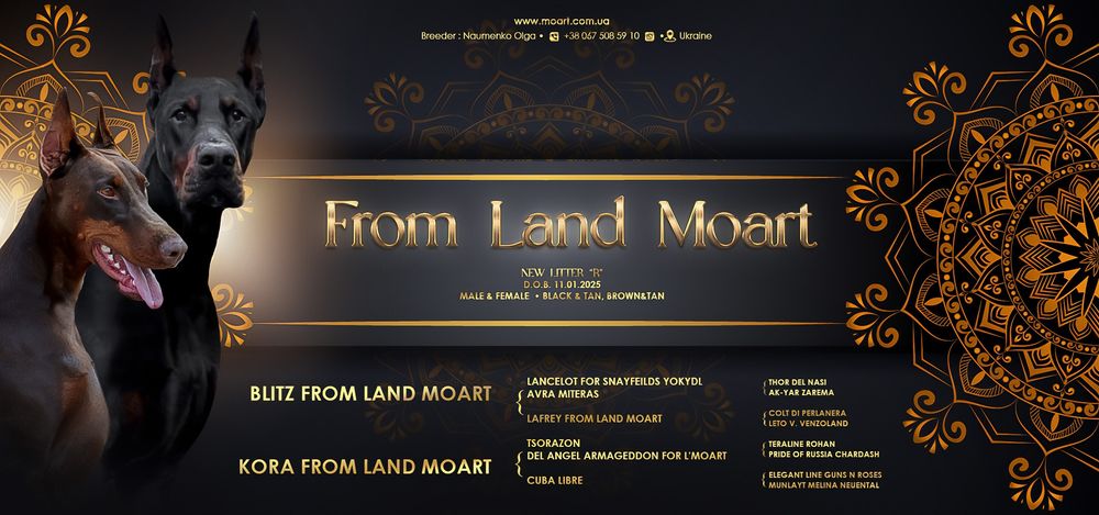 Шикарні цуценята добермана,отличные щенки добермана,купіровка, доставк