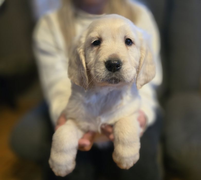 Golden retriever szczeniak