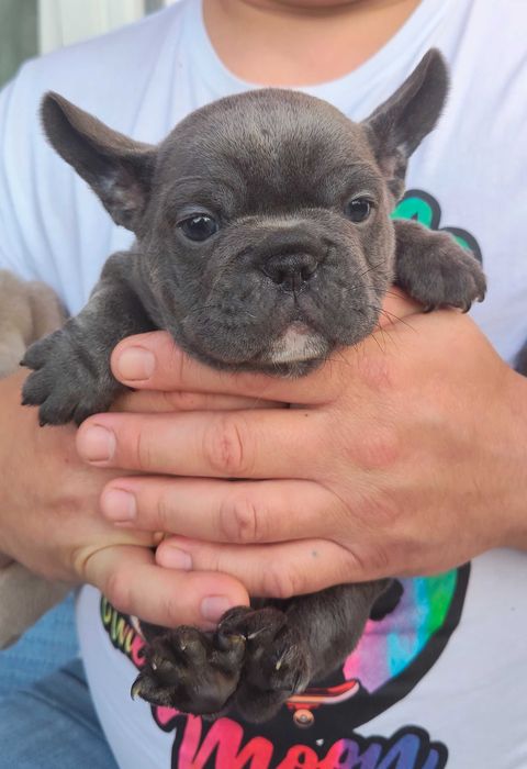 Buldogue francês macho