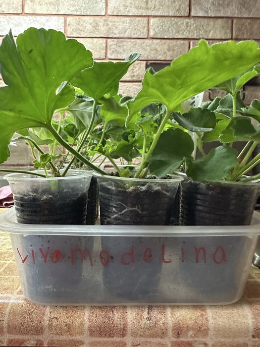 Пеларгонія сортова.