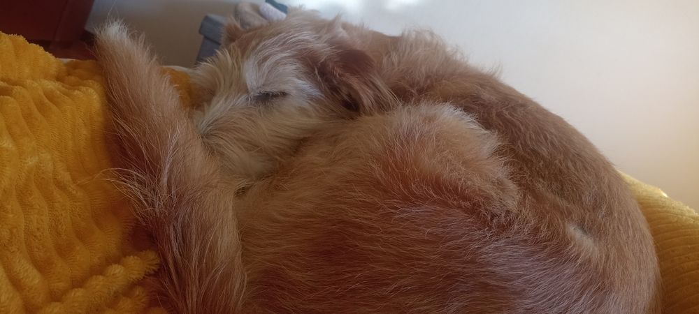 Hotel e Petsitting Patas & Bigodes