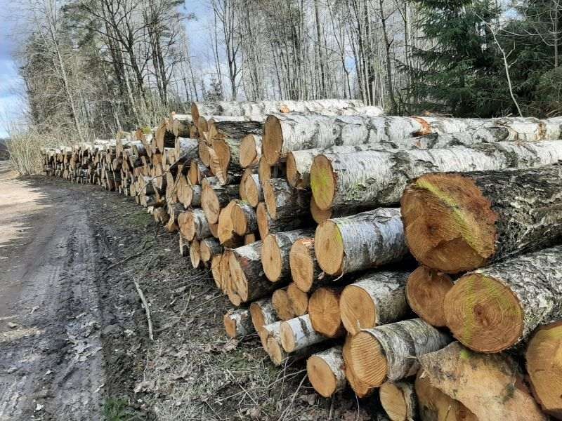 Sprzedam Brzoze Debina