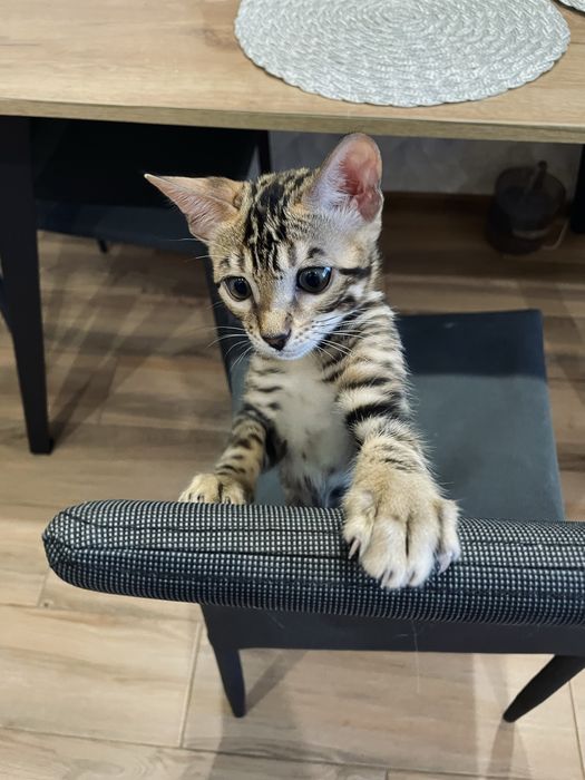 Бенгальський котик
