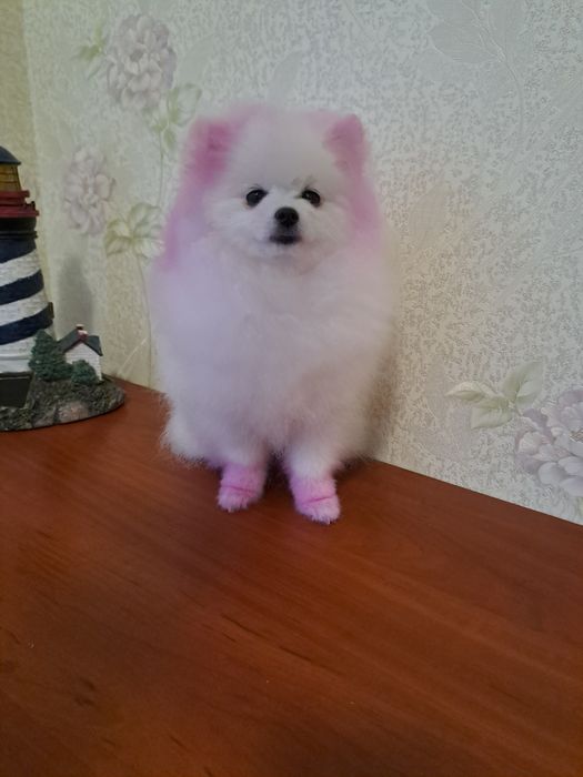 Померанский шпиц девочка