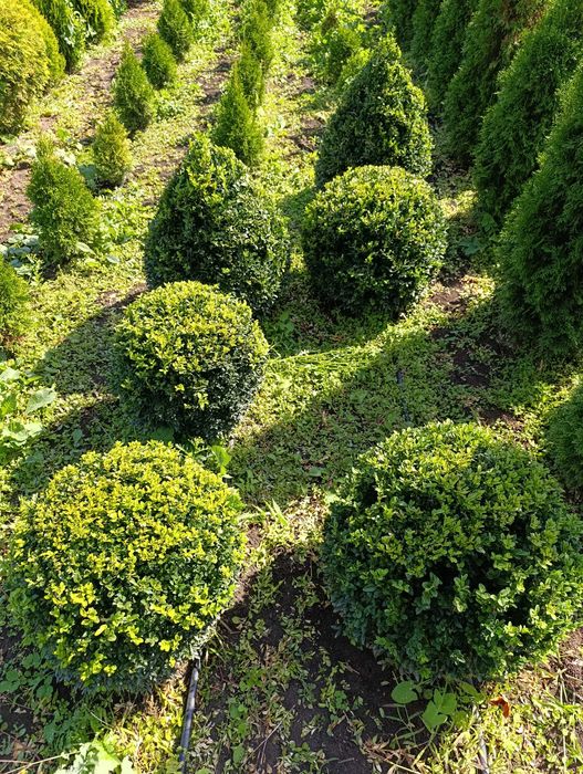 Самшит ШАР 50×50