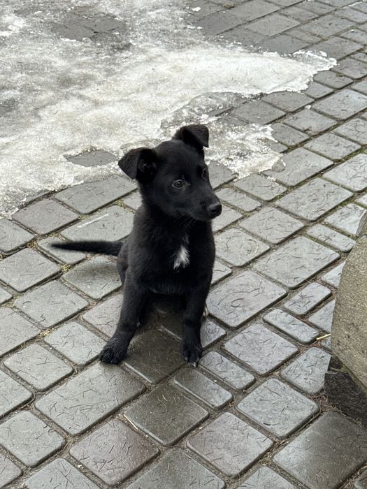 Пиилаштовується цуцик