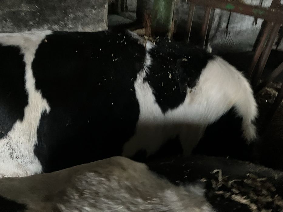 Jałówki cielne  mleczne HO x Montbeliarde