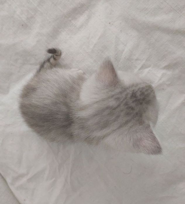 Кошеня шотландське хлопчик