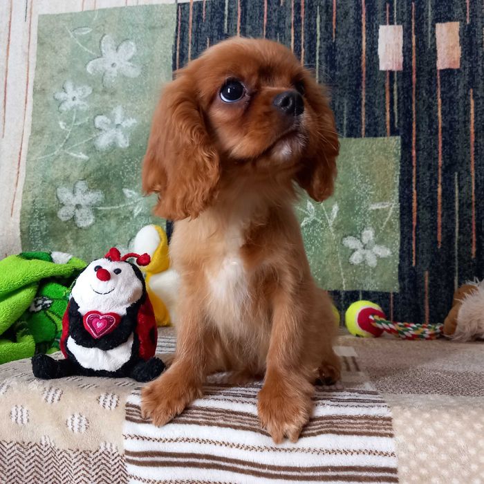 Кавалер кінг чарльз спаніель