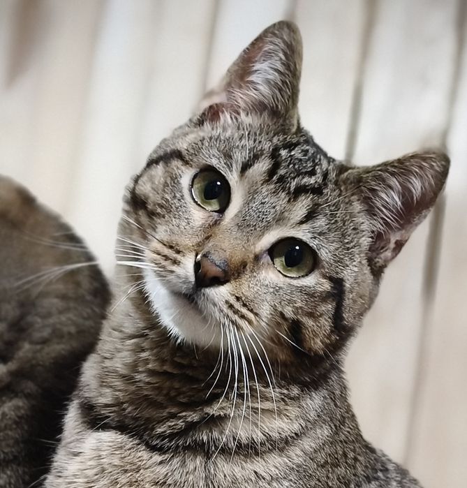 Ідеальна  кішечка муркотуха і цілувака в пошуках родини