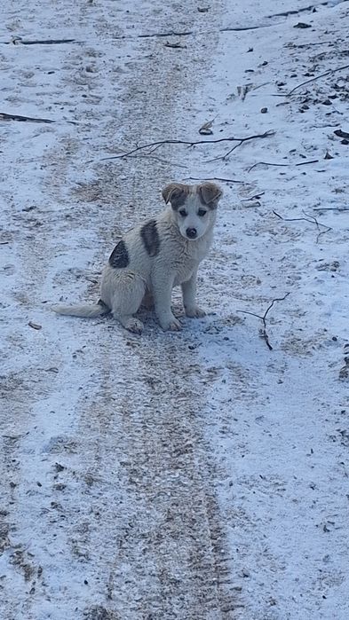 Akita Amerykańska Oddam szczeniaki