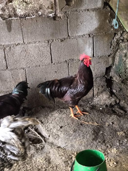 Galos rhode island red