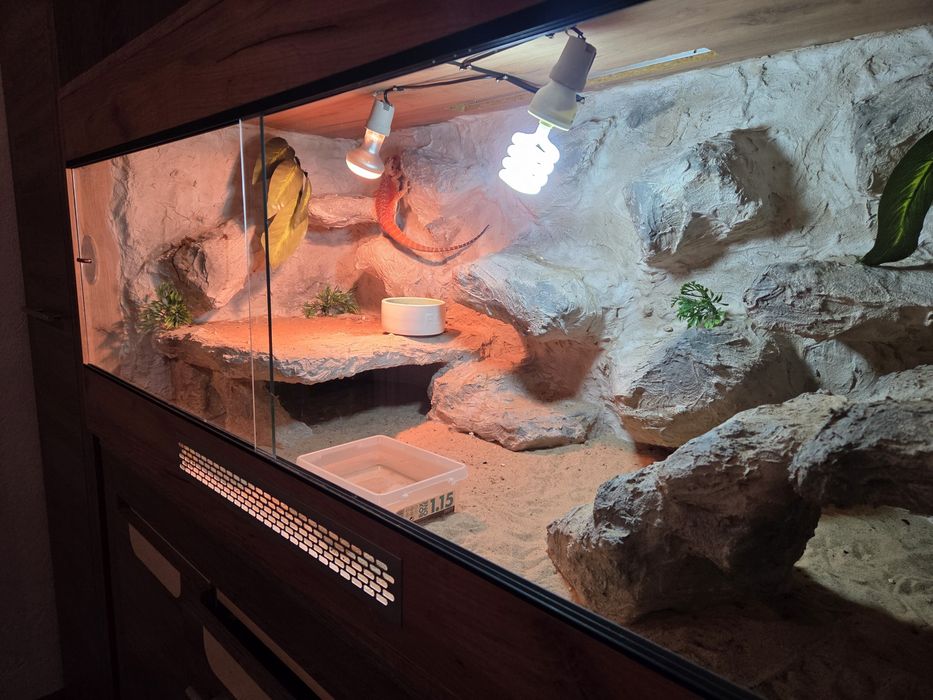 Terrarium 120x60x60 + Agama Brodata Orange + Pełne Wyposażenie