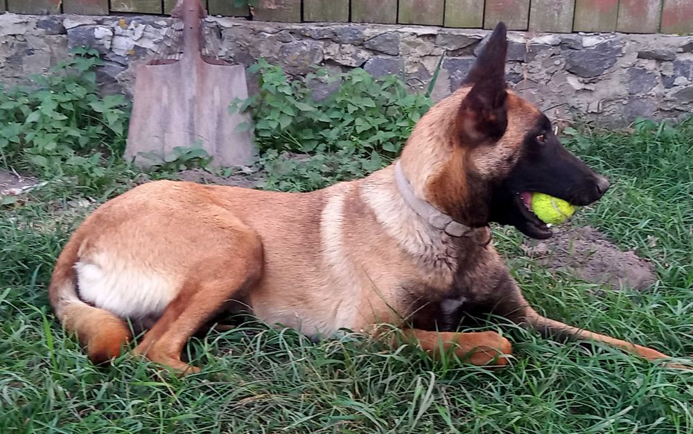 Бельгійська вівчарка