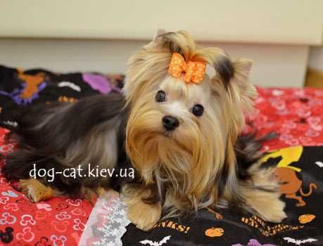 Чудесный йорки мальчик. Светленький! Киев.